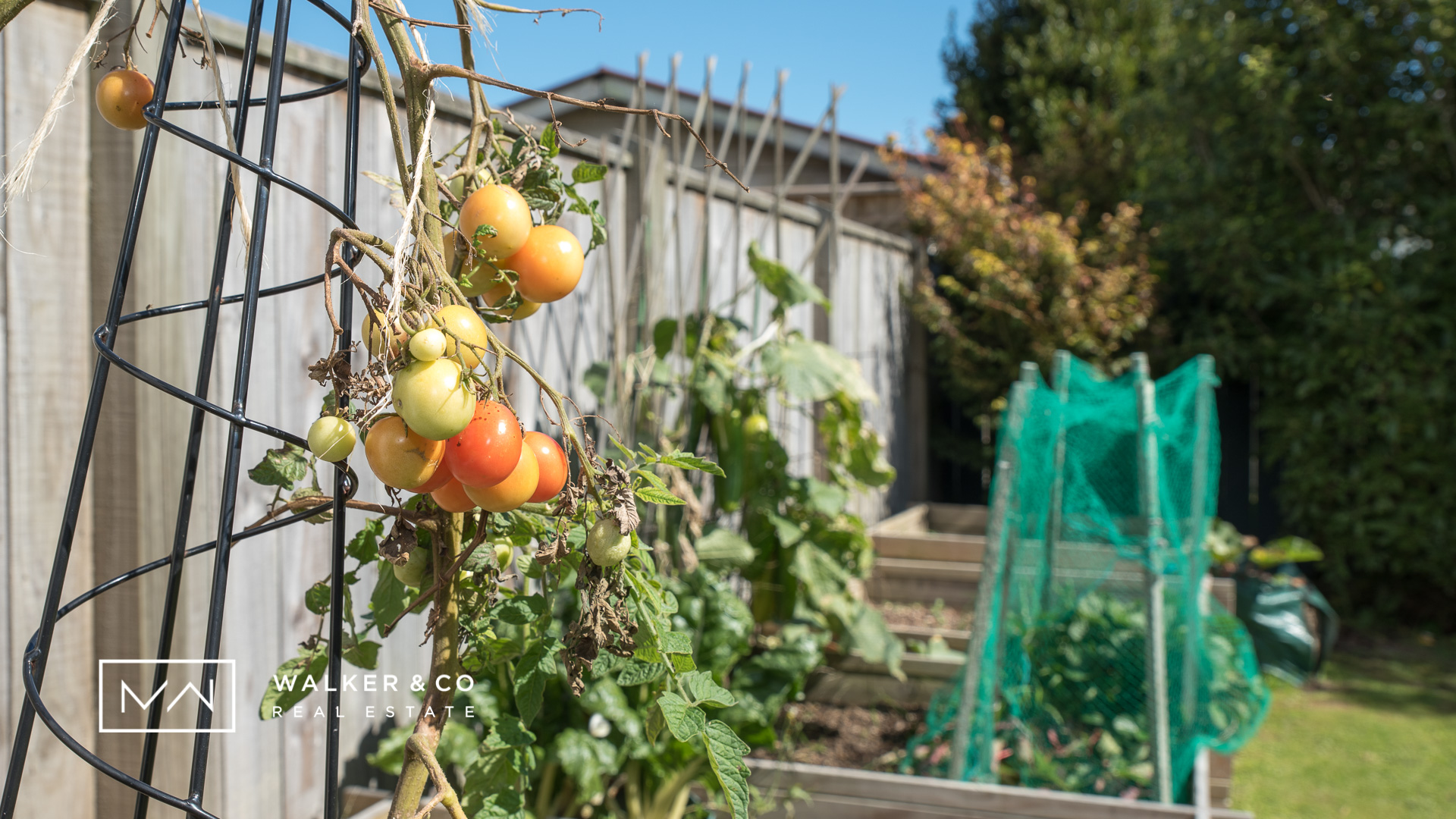 19 Insert tomato