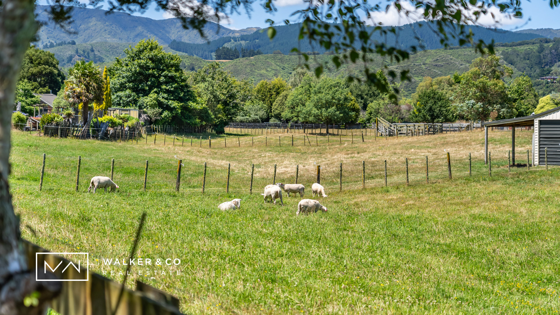 14 Insert sheep