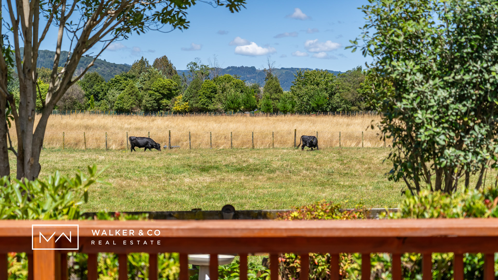 19 Insert cattle