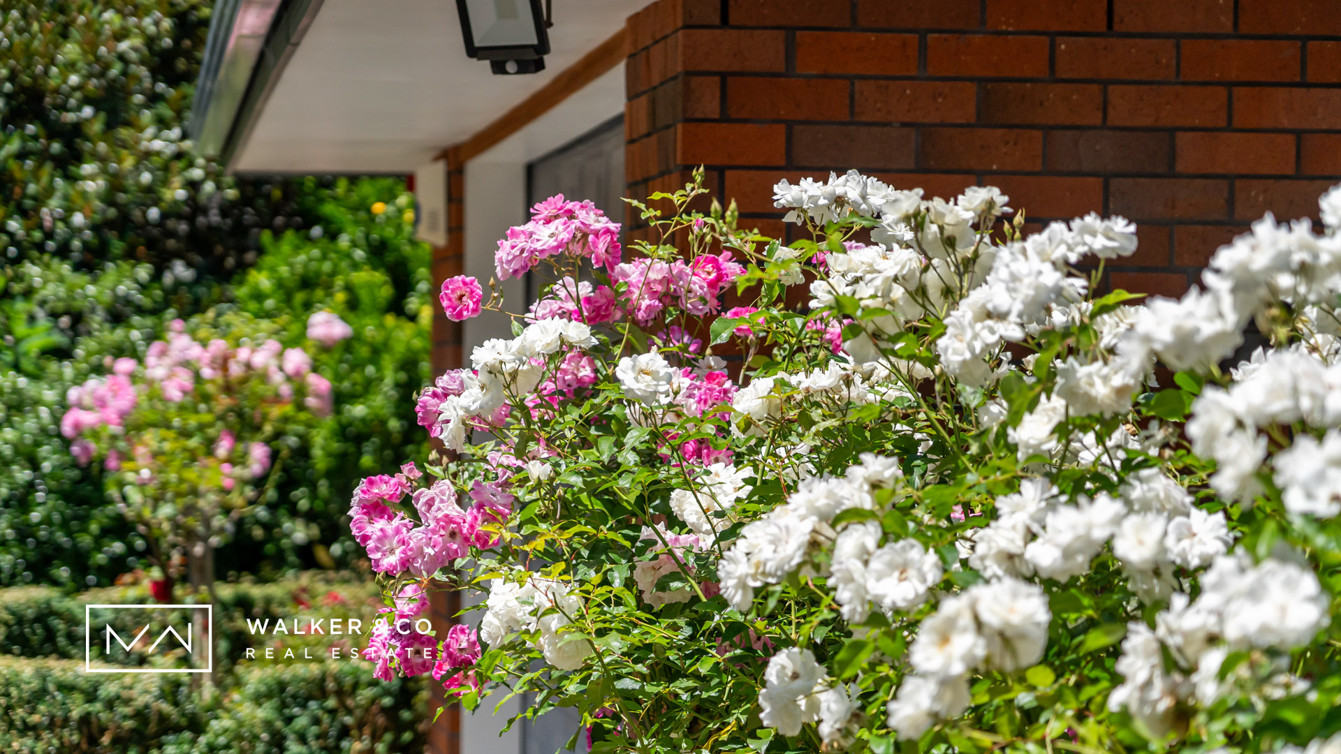 22 Roses